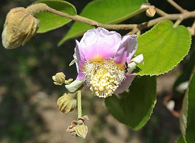 Flor açoita cavalo