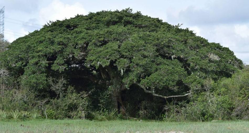 Conheça algumas das principais árvores nativas da Mata Atlântica