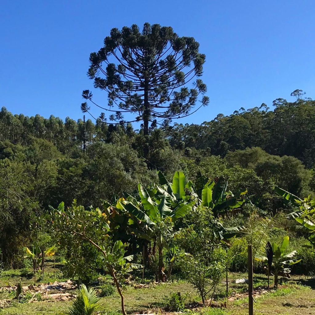 Reserva das Araucárias