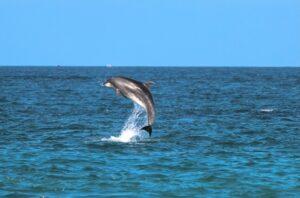 conservação dos oceanos