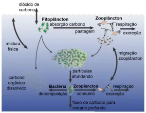 conservação dos oceanos